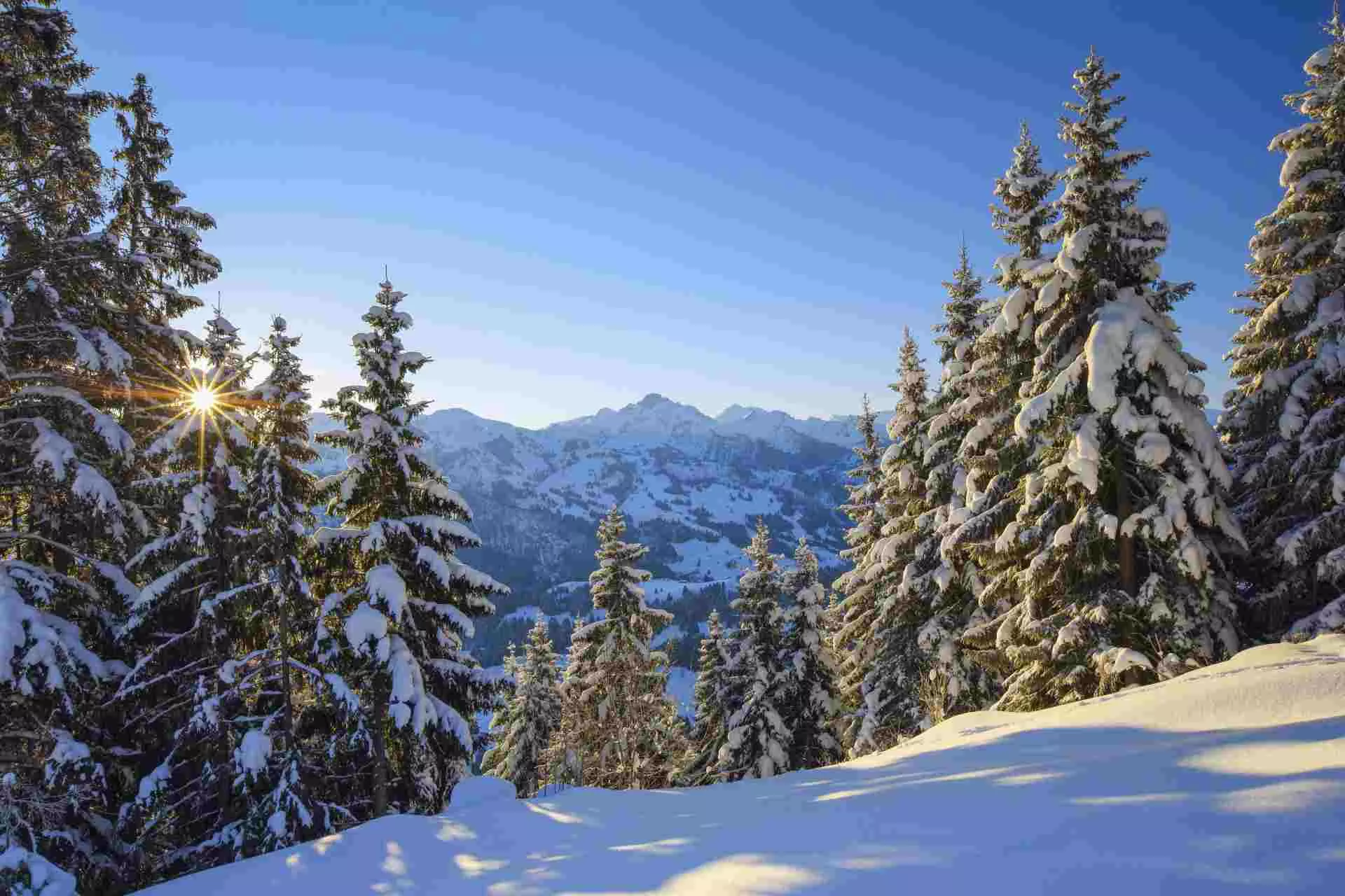 Verschneiter Winterwald. Bild: IMAGO / blickwinkel / P. Frischknecht Verschneiter Winterwald. Bild: IMAGO / blickwinkel / P. Frischknecht