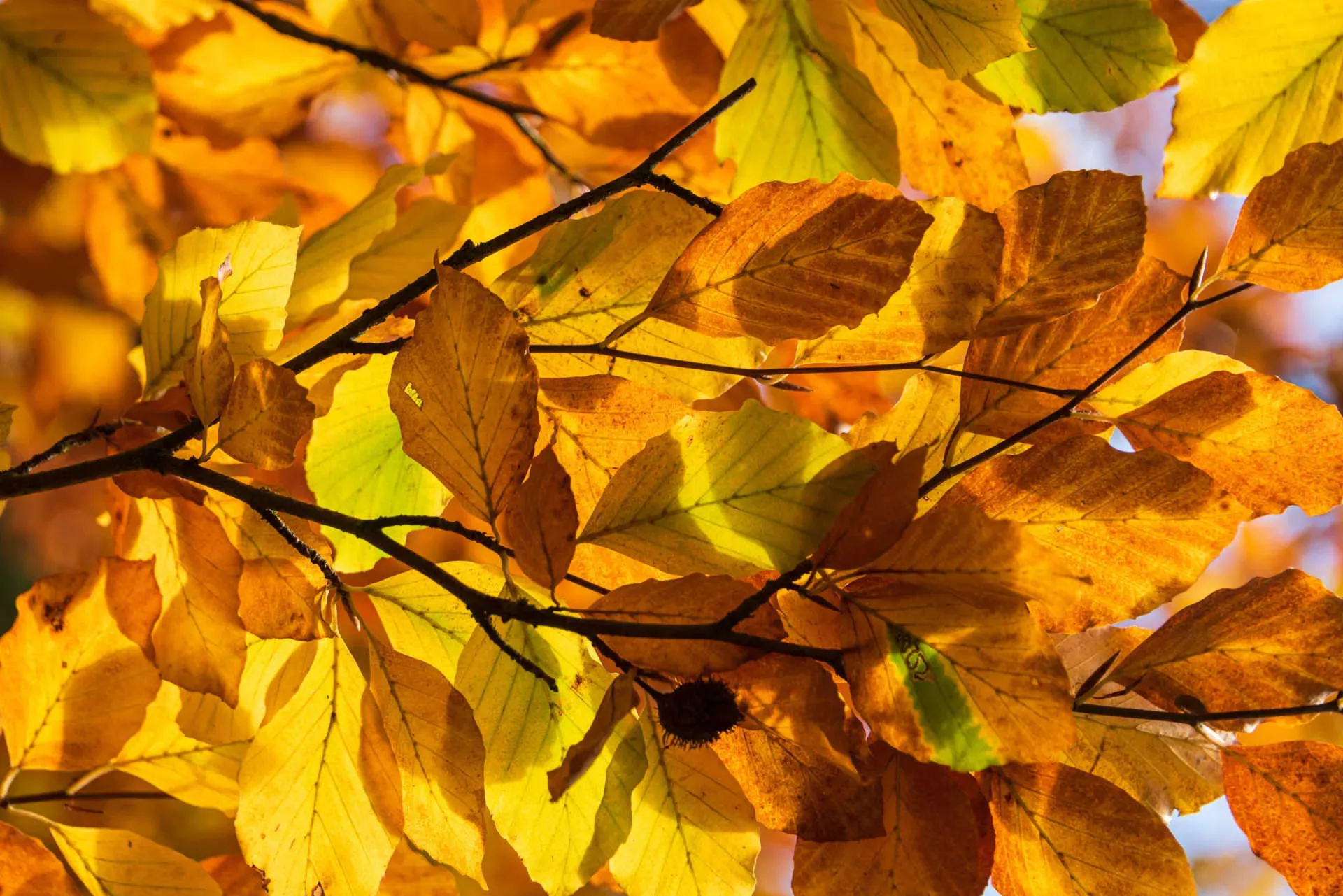 Herbstblätter an einem Baum. Bild: IMAGO / penofoto / P. Nowack Herbstblätter an einem Baum. Bild: IMAGO / penofoto / P. Nowack