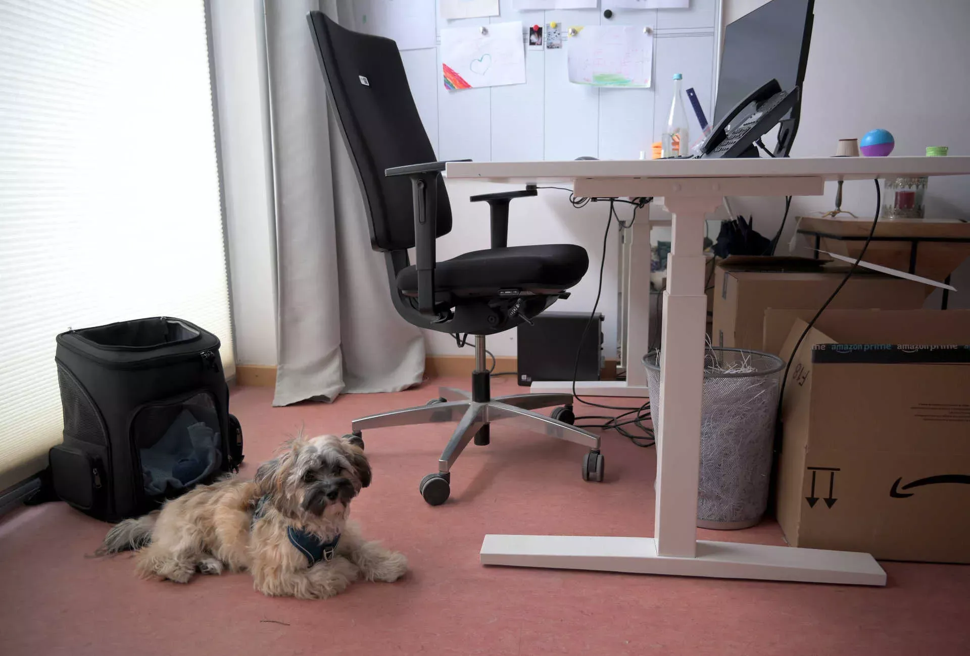 Hund im Büro. Bild: IMAGO / Christine Roth Hund im Büro. Bild: IMAGO / Christine Roth