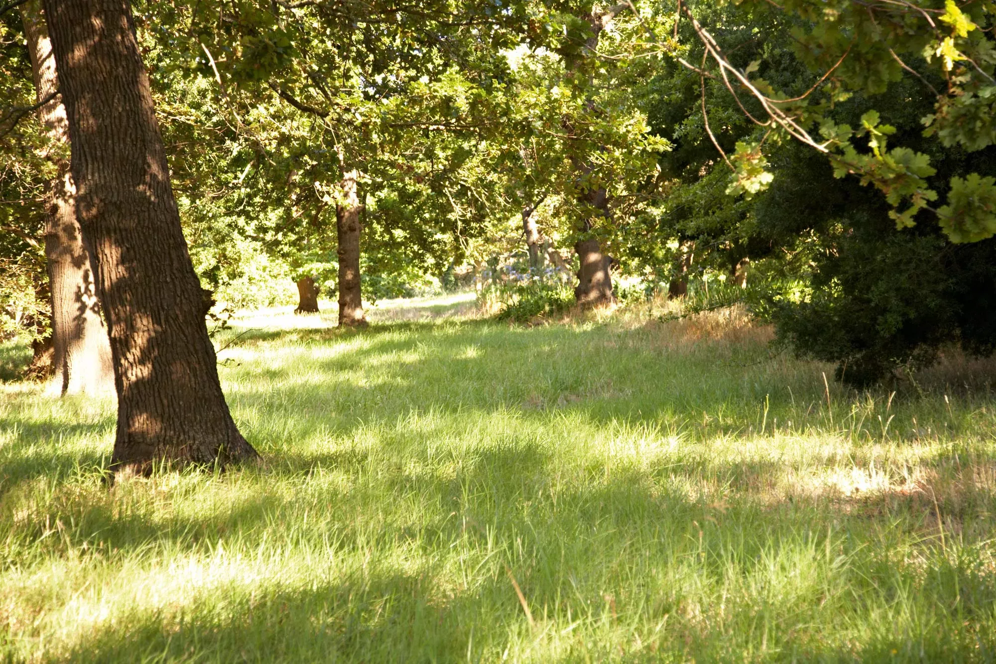 Waldwiese mit Bäumen im Sonnenlicht. Waldwiese mit Bäumen im Sonnenlicht.