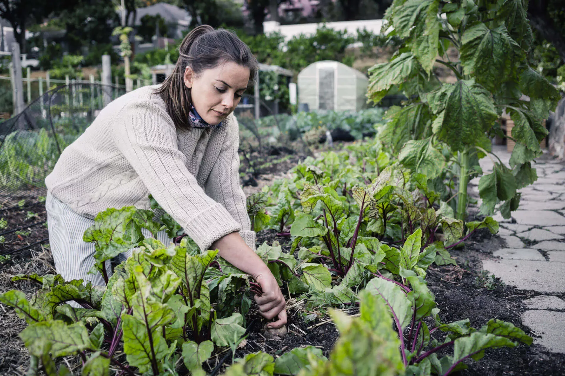 Junge Frau kniet an einem Beet im Garten und erntet Gemüse. Junge Frau kniet an einem Beet im Garten und erntet Gemüse.
