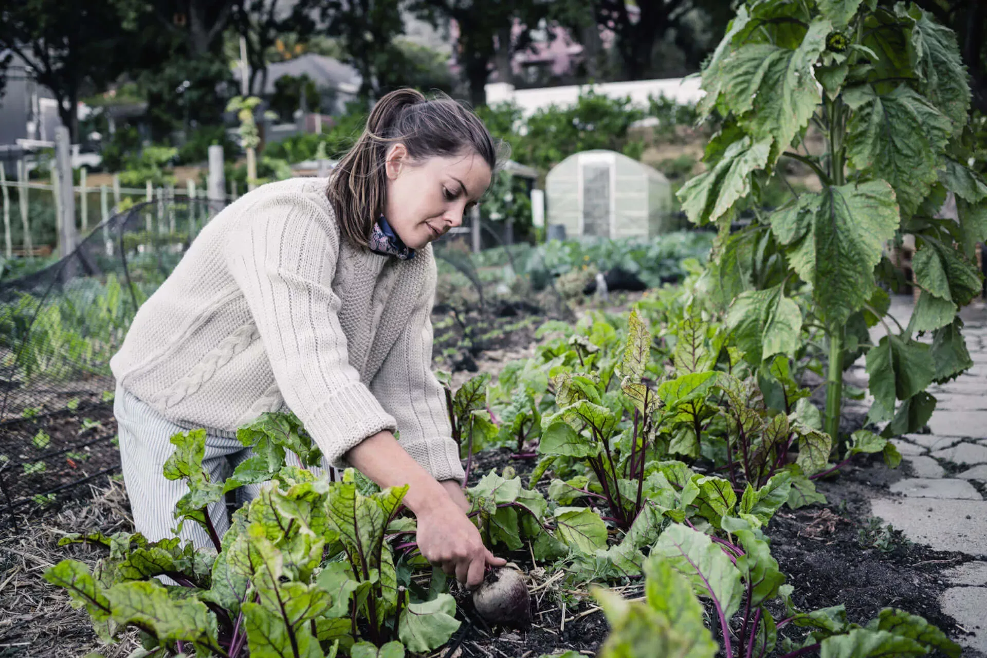 Junge Frau kniet im Garten und erntet Gemüse. Junge Frau kniet im Garten und erntet Gemüse.